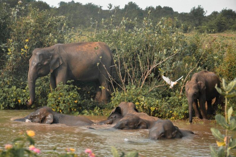 Bundala National Park: 3-Hour Morning or Evening Safari - Safari Duration and Timing