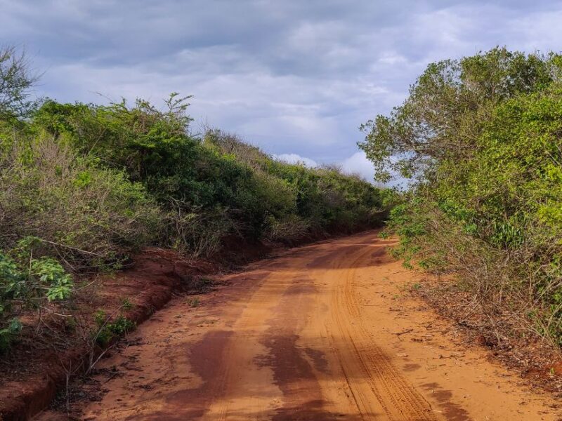 Bundala National Park: 3-Hour Morning or Evening Safari - Price and Payment Options