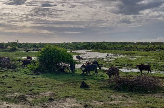 Bundala National Park: 3-Hour Morning or Evening Safari - Tour Suitability