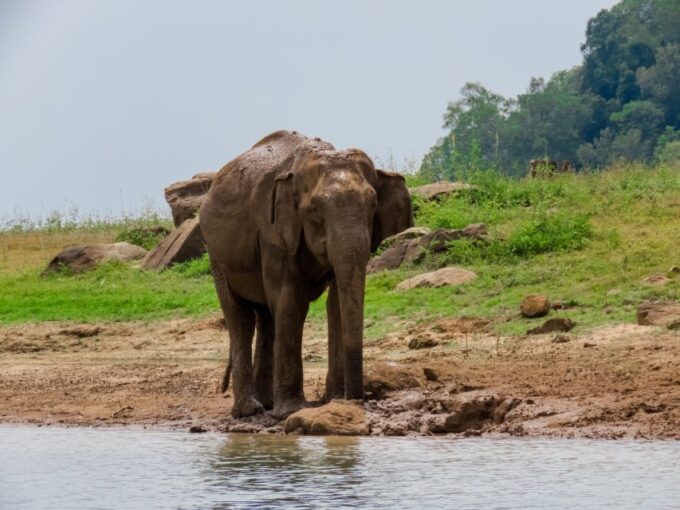 Bundala National Park: 3-Hour Morning or Evening Safari - Recap
