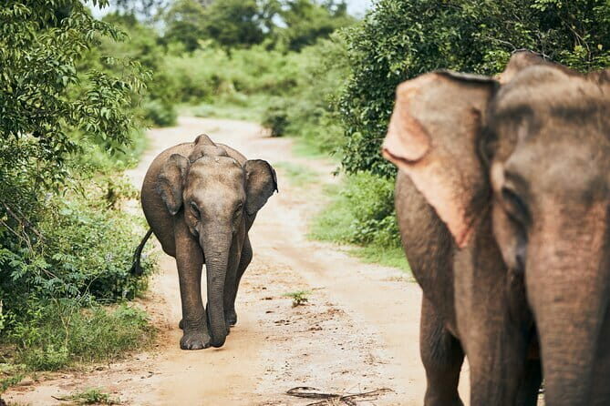 Bundala National Park by Ajith Safari - An Honest Look at Bundala National Park Safari with Ajith Safari