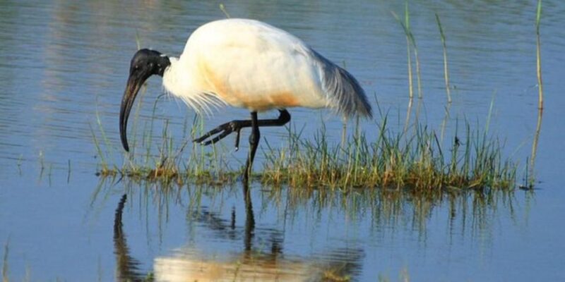 Bundala National Park: Half Day Safari From Hambantota - Key Points