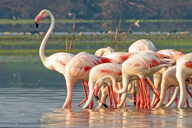 Bundala National Park Private Safari - Good To Know