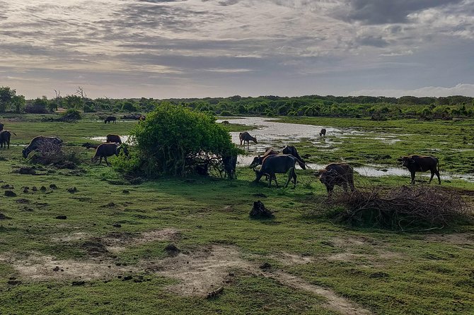 Bundala National Park Private Safari - Accessibility and Restrictions