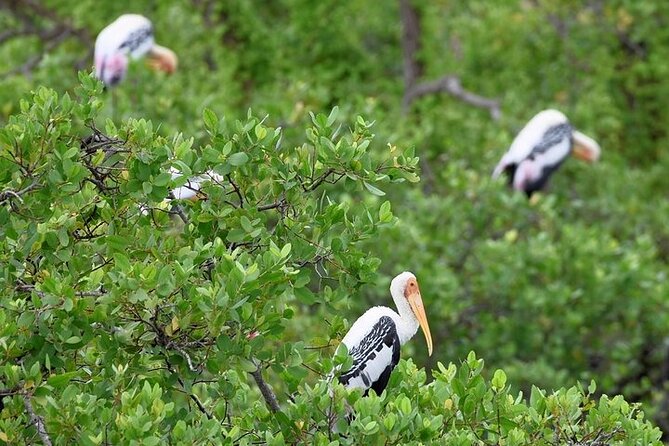 Bundala National Park Private Safari - Travceylon Leisures Reputation