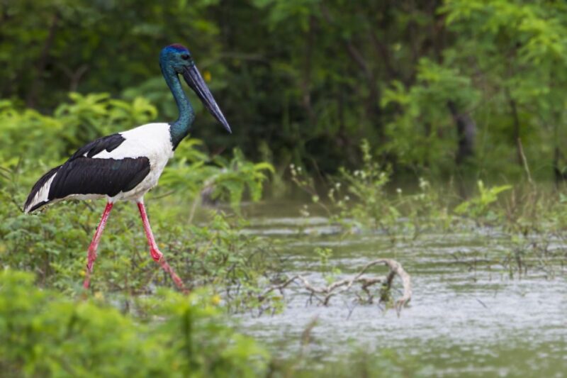 Bundala National Park Safari - Birding Paradise Tour - Experience Highlights