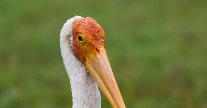 Bundala National Park Safari - Birding Paradise Tour - Wildlife and Flora