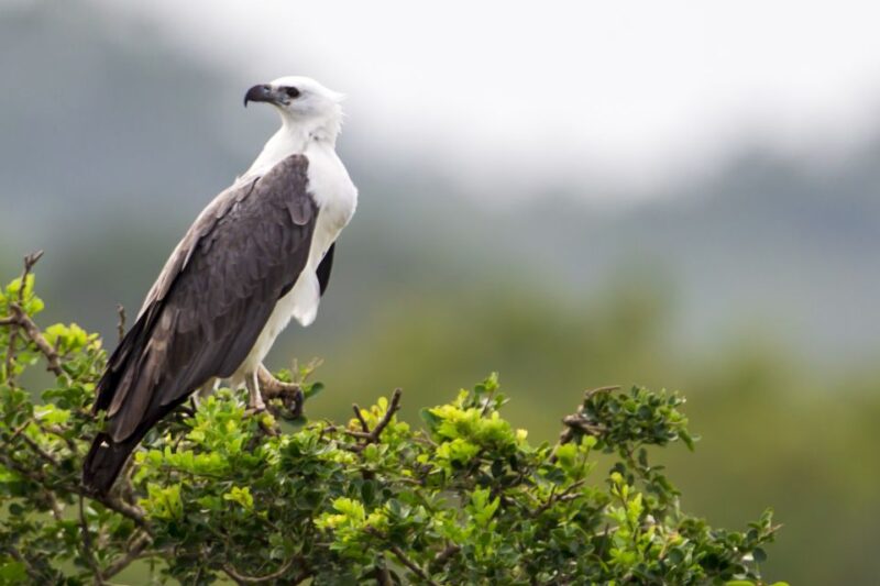 Bundala National Park Safari - Birding Paradise Tour - Pickup Options