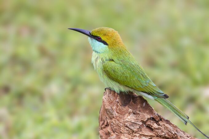 Bundala National Park Safari - Birding Paradise Tour - Pricing and Duration