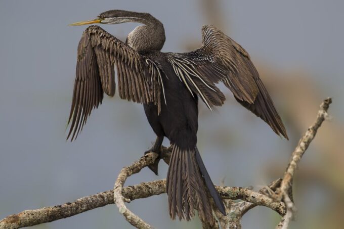 Bundala National Park Safari - Birding Paradise Tour - Group Size and Language
