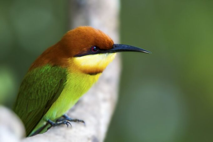 Bundala National Park Safari - Birding Paradise Tour - Cancellation Policy