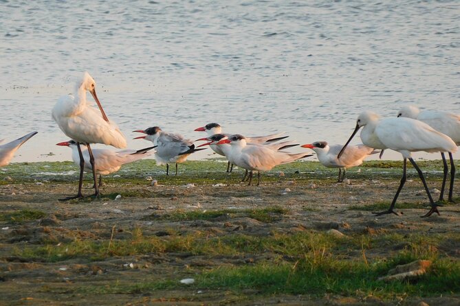 Bundala National Park Safari (PRIVATE TOURS)- Morning & Afternoon - Customer Feedback and Experiences