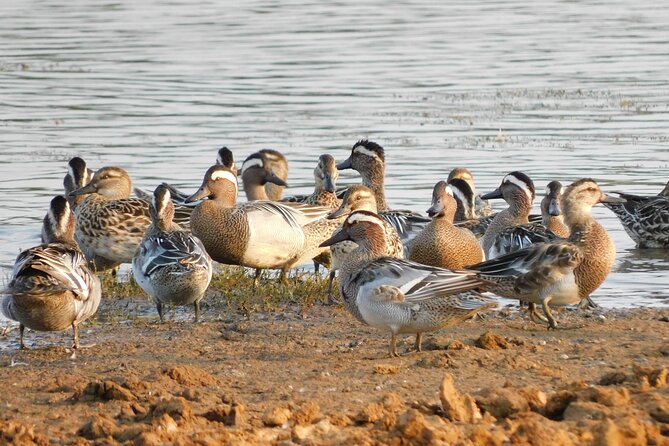 Bundala National Park Safari (PRIVATE TOURS)- Morning & Afternoon - Company Overview and Guarantees