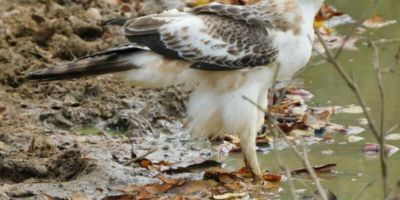 Bundala National Park Safari (PRIVATE TOURS) - Introduction: Discovering Sri Lanka’s Bird and Wildlife Haven