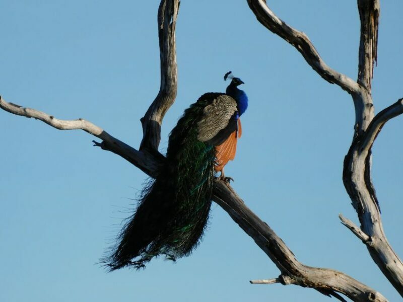 Bundala National Park Safari (PRIVATE TOURS) - The Experience of a Private Guided Safari