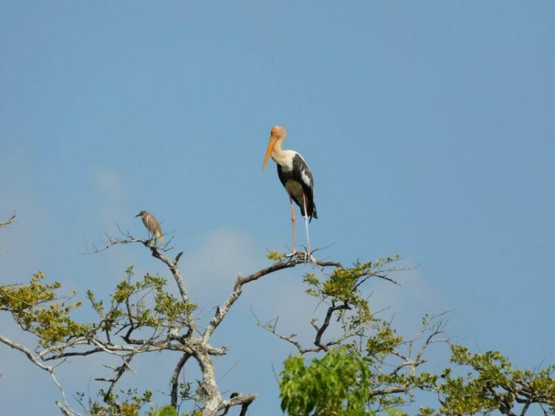 Bundala National Park Safari (PRIVATE TOURS) - Authenticity and the Value of This Tour