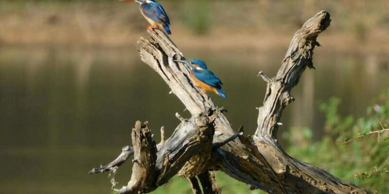 Bundala National Park Safari (PRIVATE TOURS) - The Practical Side: Cost and What You’re Getting