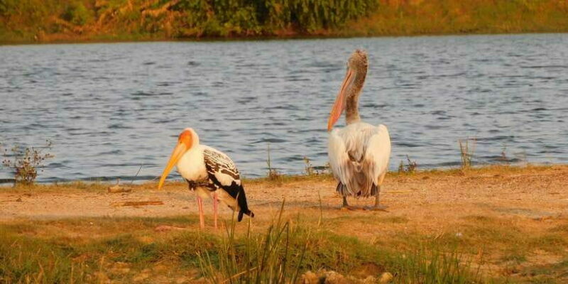 Bundala National Park Safari (PRIVATE TOURS) - Who Will Love This Tour?