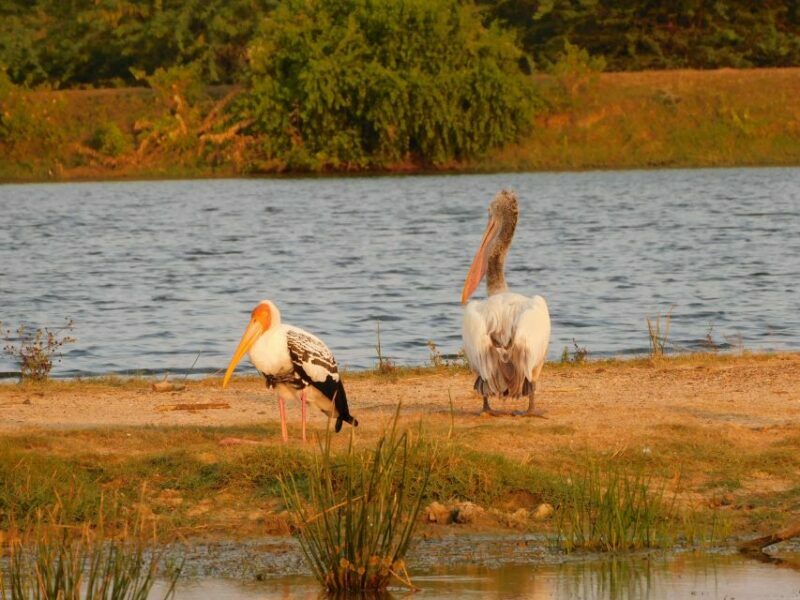 Bundala National Park Safari (PRIVATE TOURS) - The Sum Up: Why Choose This Safari?
