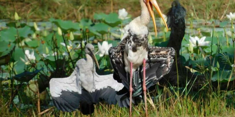 Bundala National Park Safari (PRIVATE TOURS) - FAQ