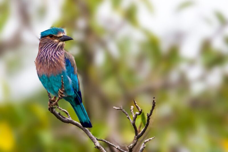 Bundala National Park Safari Tour - Safari in Golden Hours - Key Points