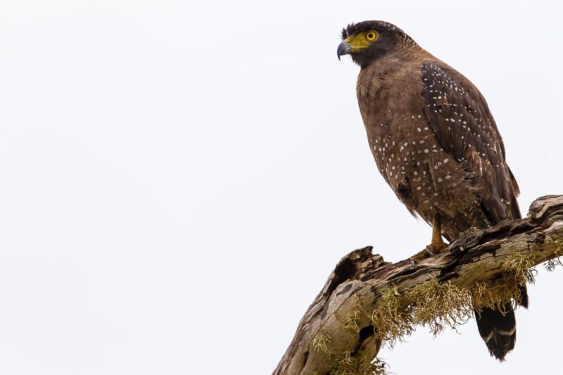 Bundala National Park Safari Tour - Safari in Golden Hours - Wildlife and Ecosystem