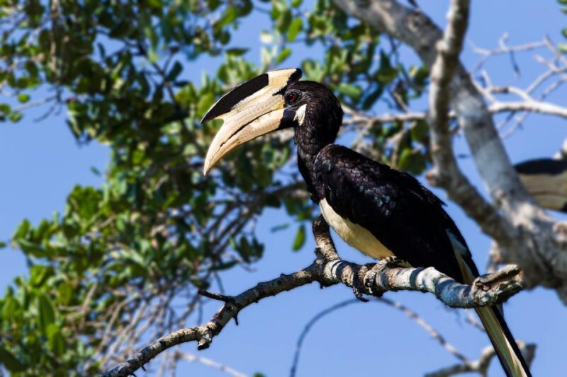 Bundala National Park Safari Tour - Safari in Golden Hours - Pickup and Transportation