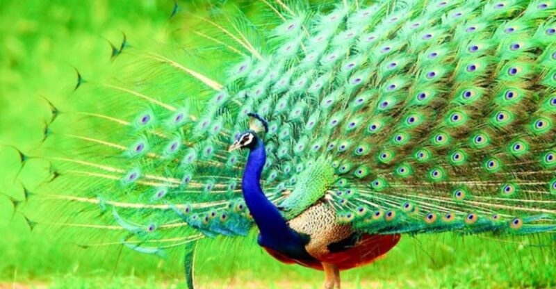 Bundala National Park Twilight Wildlife Expedition - Bundala National Park: A UNESCO Biosphere Reserve