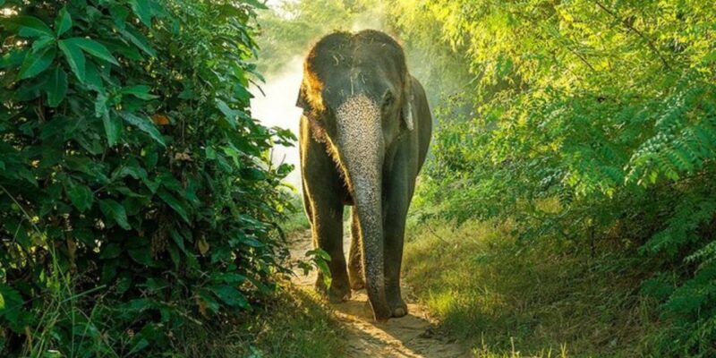 Bundala National Park Twilight Wildlife Expedition - Diverse Wildlife and Migratory Birds
