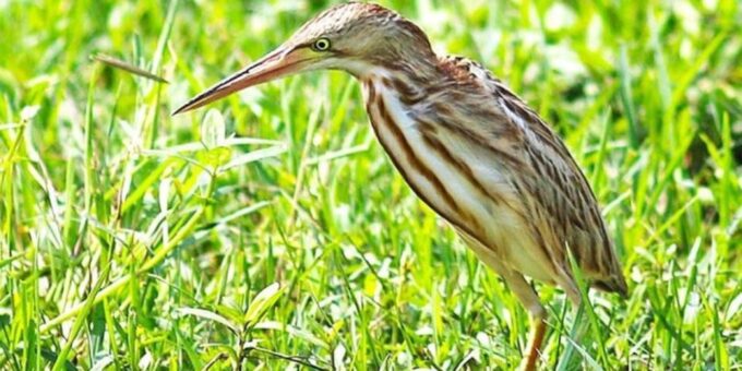 Bundala National Park Twilight Wildlife Expedition - Photography Opportunities