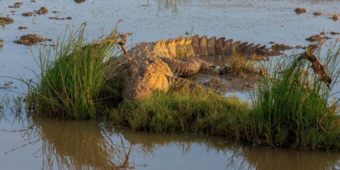 Bundala National Park Twilight Wildlife Expedition - Inclusions and Exclusions