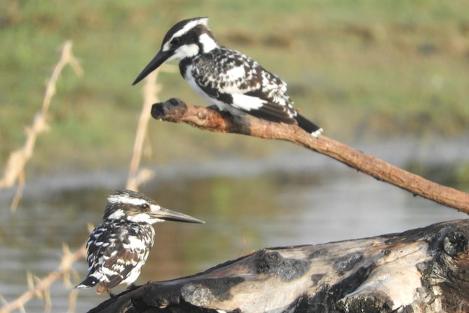 Bundala Safari Private Tours at Bundala National Park - Wildlife Sightings and Experiences
