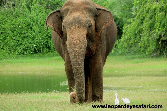 Bundala Safari Private Tours at Bundala National Park - Accessibility and Recommendations
