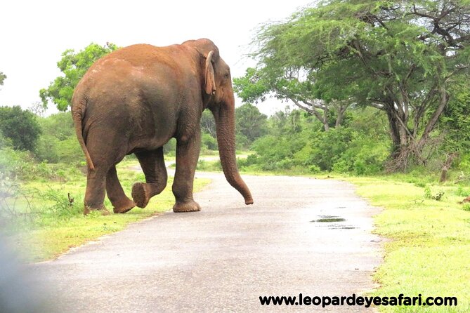 Bundala Safari Private Tours at Bundala National Park - Pricing and Group Sizes