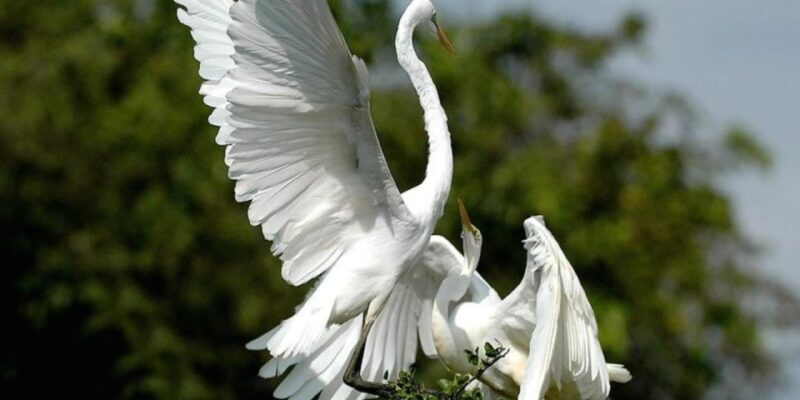 Bundala Wildlife Adventure:Full-Day Safari With Picnic Lunch - Itinerary Details
