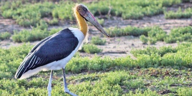 Bundala Wildlife Adventure:Full-Day Safari With Picnic Lunch - Inclusions