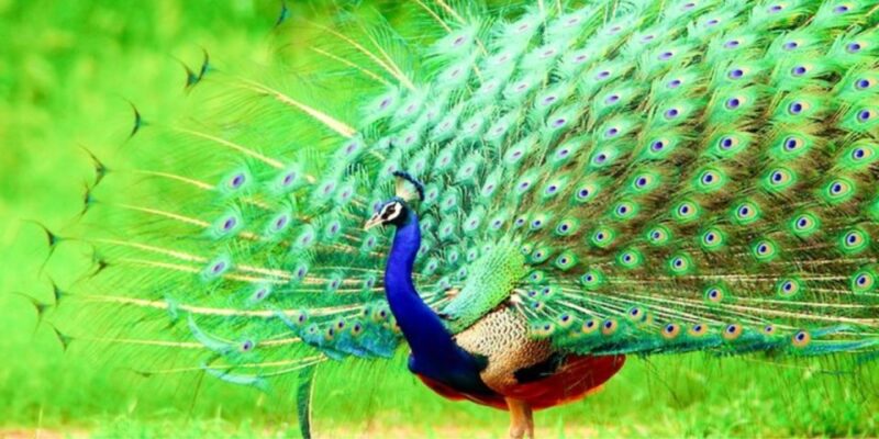 Bundala Wildlife Adventure:Full-Day Safari With Picnic Lunch - Exclusions