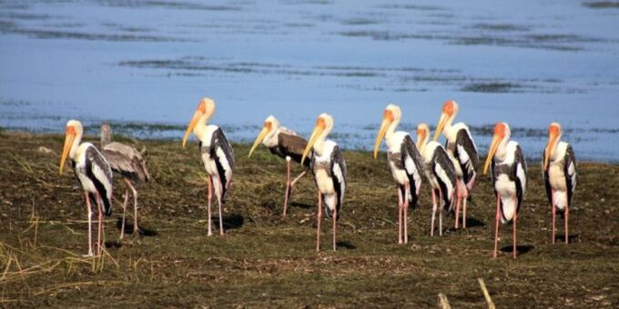 Bundala Wildlife Adventure:Full-Day Safari With Picnic Lunch - Booking Process