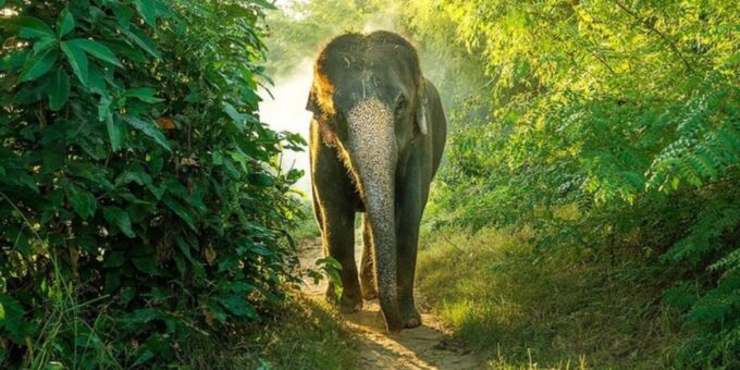 Bundala Wildlife Adventure:Full-Day Safari With Picnic Lunch - Frequently Asked Questions