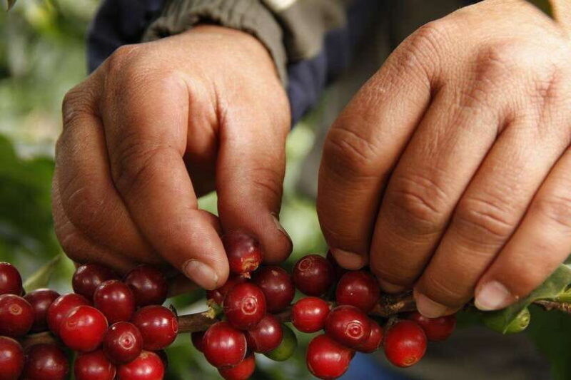 Buon Ma Thuot: Authentic Coffee Farm Experience With Lunch - Overview and Pricing