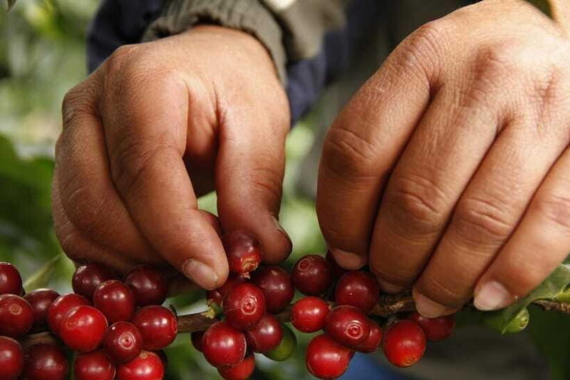 Buon Ma Thuot: Authentic Coffee Farm Experience With Lunch - Coffee Farming and Processing