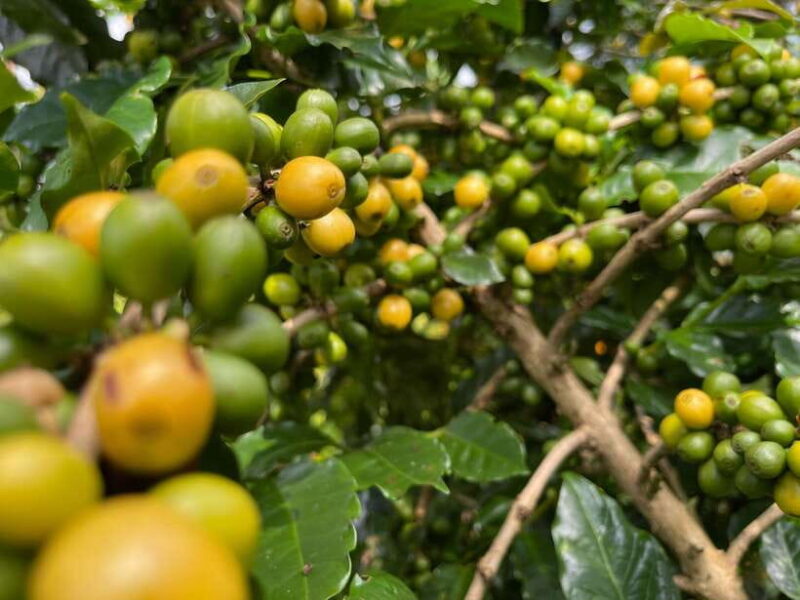 Buon Ma Thuot: Coffee Farm Tour (Bean to Brew) With Pickup - Itinerary and Activities