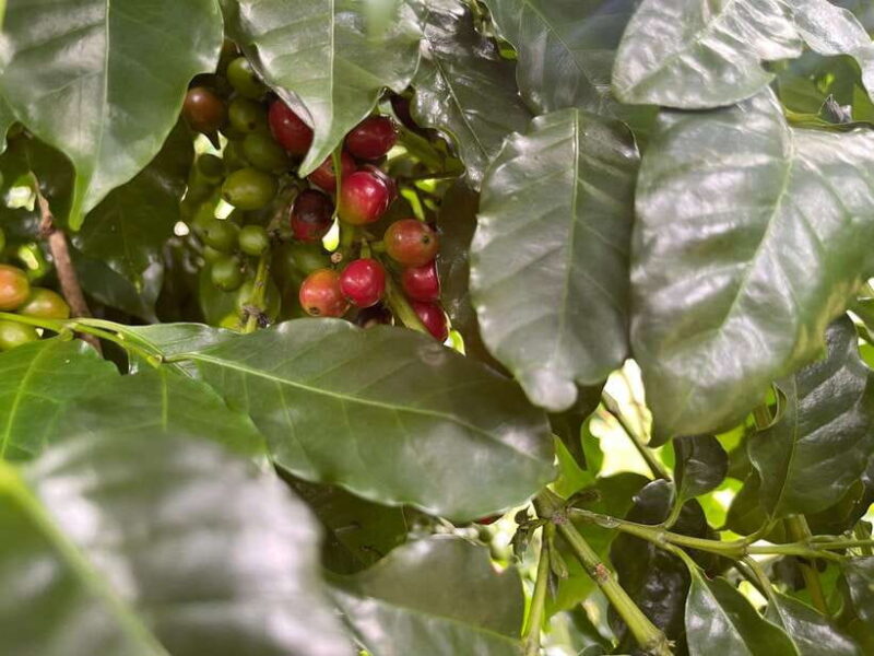 Buon Ma Thuot: Coffee Farm Tour (Bean to Brew) With Pickup - Expert Guidance and Learning