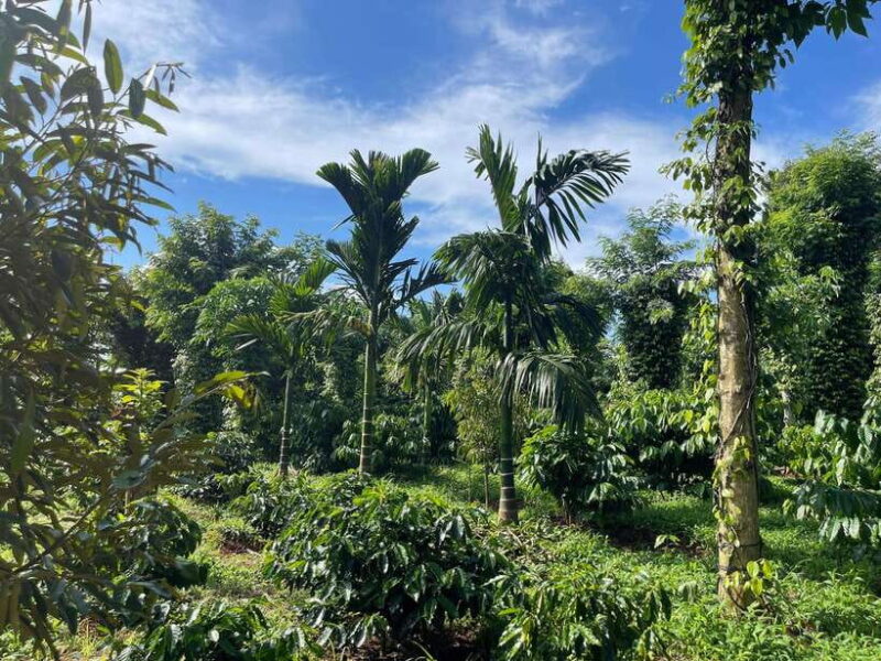 Buon Ma Thuot: Coffee Farm Tour (Bean to Brew) With Pickup - Customer Experience and Feedback