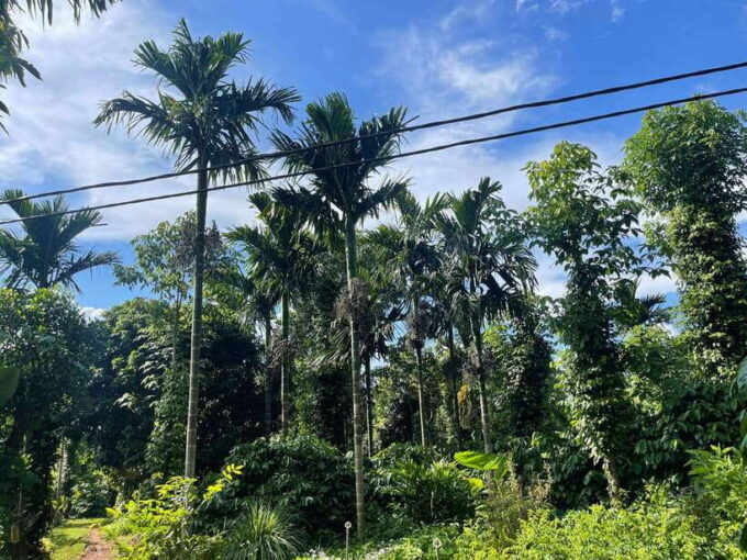 Buon Ma Thuot: Coffee Farm Tour (Bean to Brew) With Pickup - Frequently Asked Questions