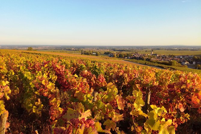 Burgundy Grand Crus Route Day Tour - 12 Wines Tastings in Domains - Winery Visits and Tastings