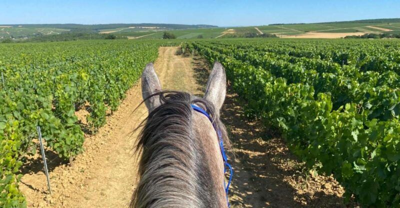 Burgundy: Horse Riding Tour in Chablis - Highlights of the Tour Packages