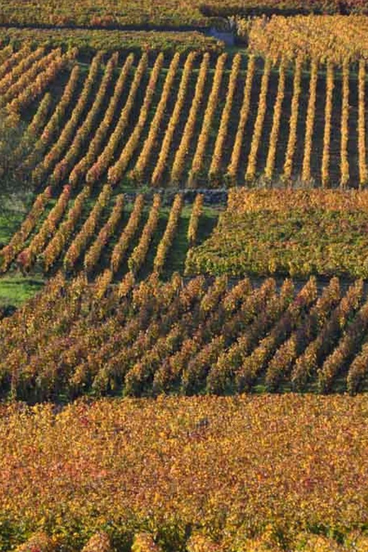 Burgundy Luxury Half–Day Côte De Nuits Vineyards Tour - Key Points