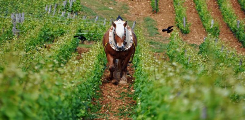 Burgundy Vineyards: Luxury Private Tours - Wine Tasting Experiences