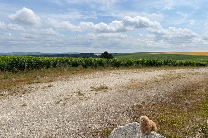 Burgundy Wine & Cheese Tasting Private Day Trip 15 Glasses - Chateau De Pommard Winery Visit